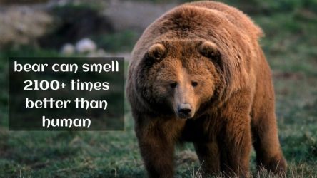 Bear can smell 2100+ times better