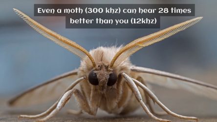 Even a moth can hear 28 times