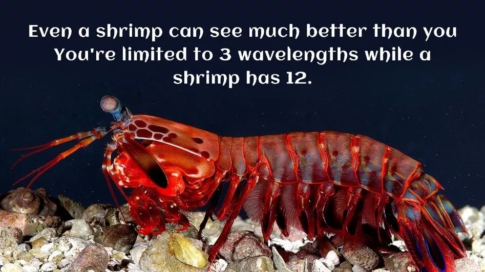 Even a shrimp can see much better than you